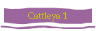 Cattleya 1