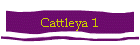 Cattleya 1