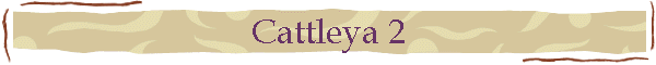 Cattleya 2