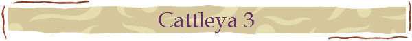 Cattleya 3