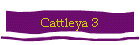 Cattleya 3