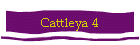 Cattleya 4