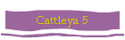 Cattleya 5